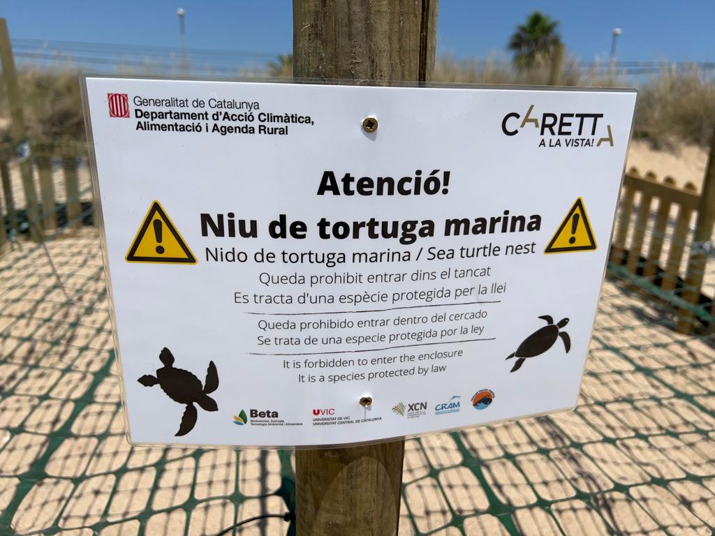 Localitzat a la platja un niu de tortuga careta, una espècie protegida