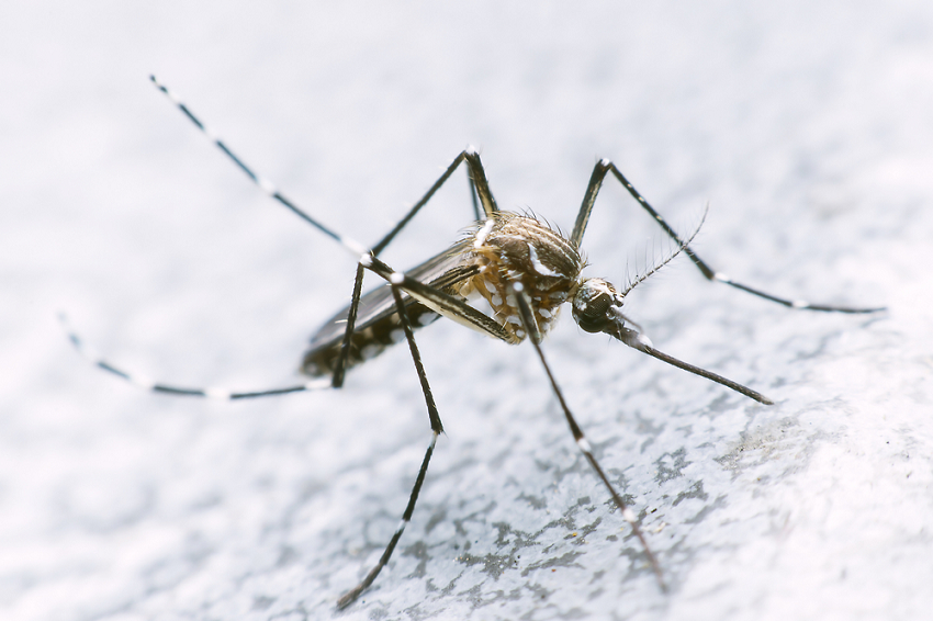 El Departament de Salut de la Generalitat detecta dos casos de dengue a Malgrat 