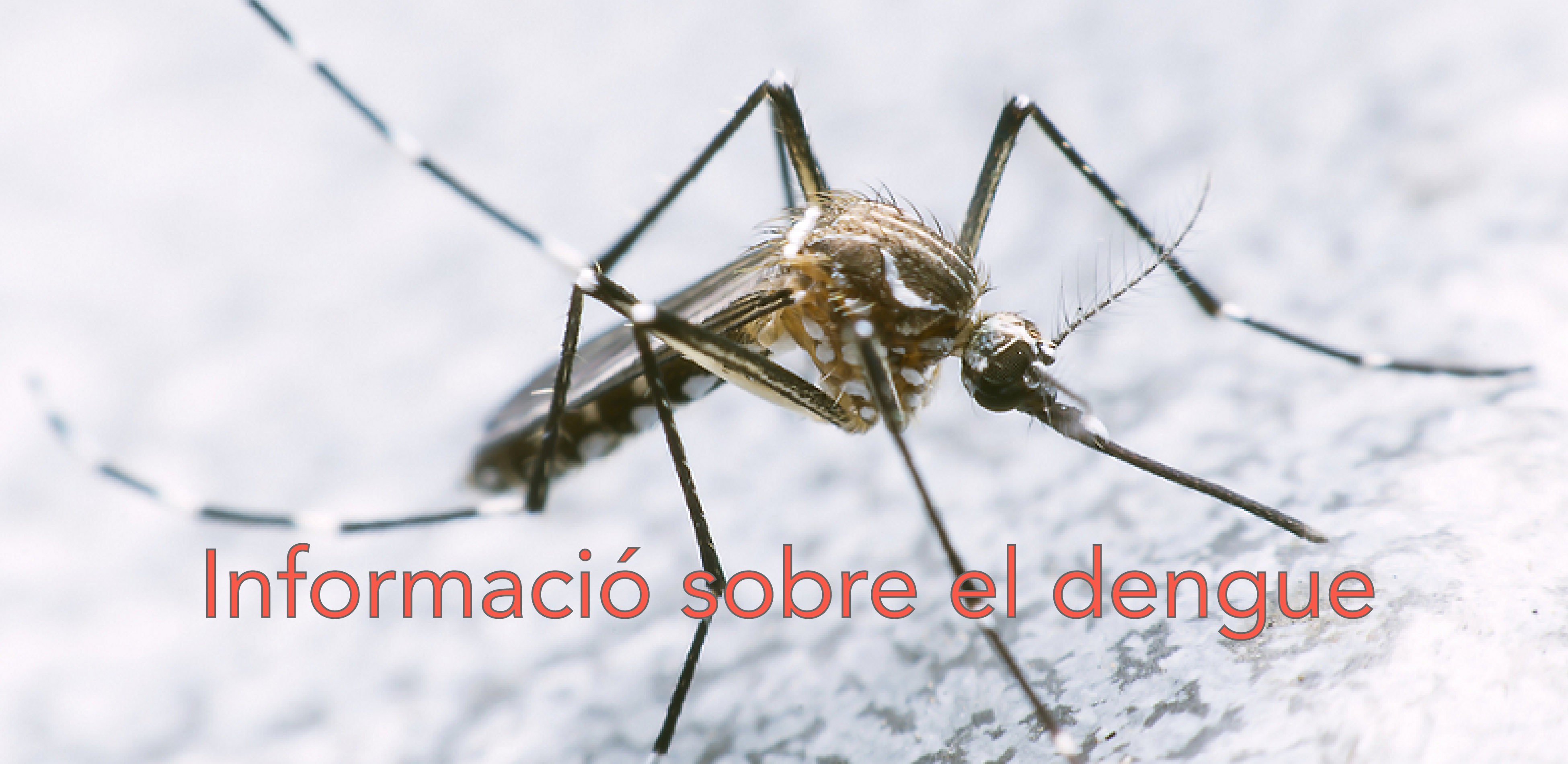 Informació sobre el dengue