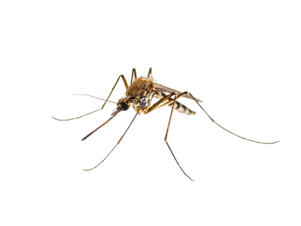 Consells per combatre la proliferació de mosquits per les altes temperatures
