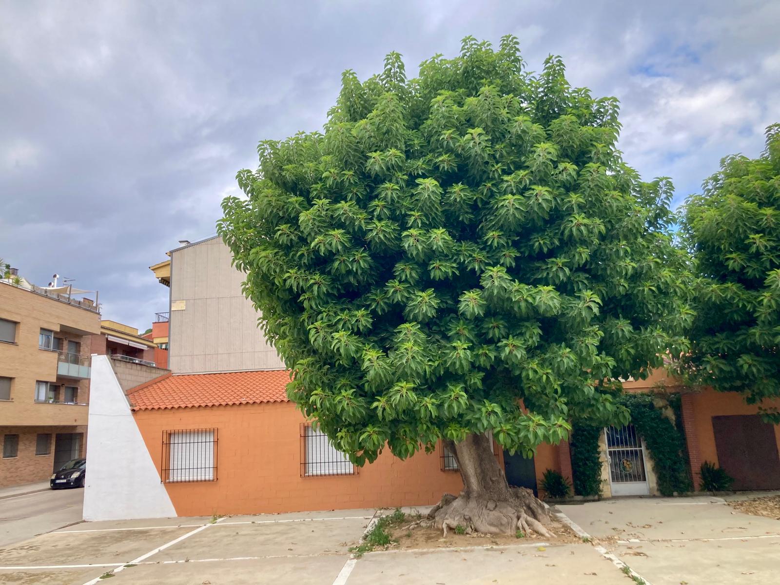 Crida a la participació veïnal per reobrir l'espai comunitari del barri de Can Palomeres 